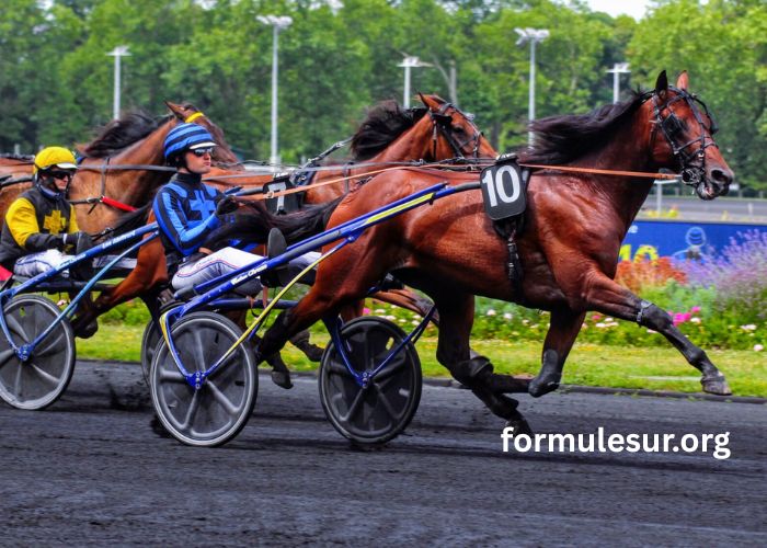Cheval Coup Sur Du Jour