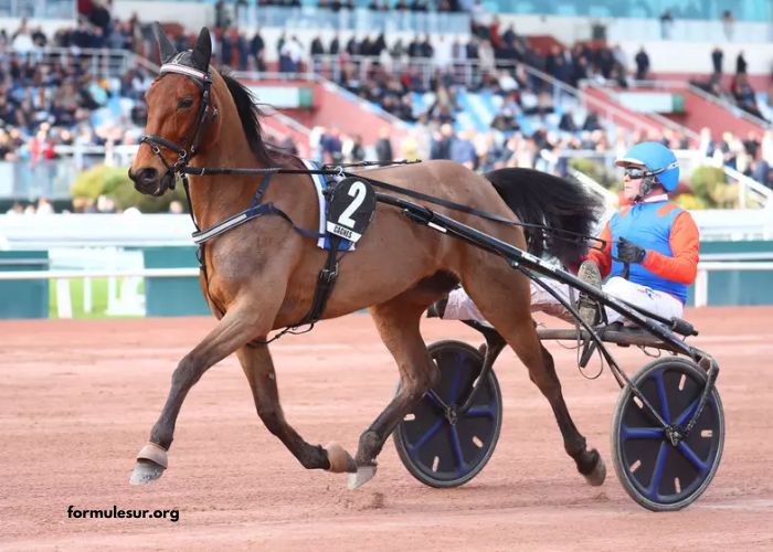 Zetop Trio Gagnant