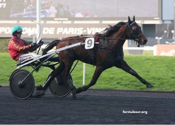 Le Cheval DE Base Incontournable (2)